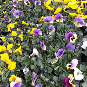 frische Blumen