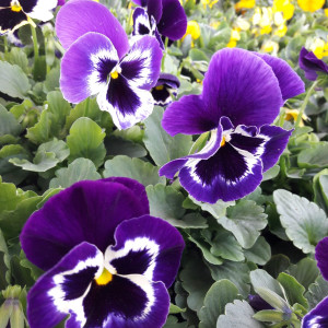 frische Blumen
