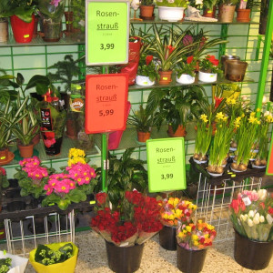 frische Blumen