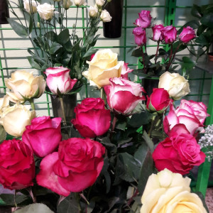 frische Blumen