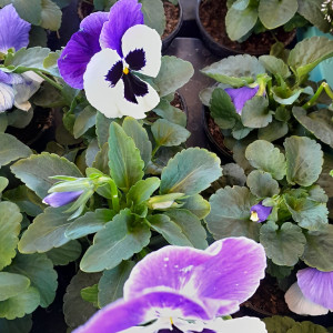 Gartenblumen