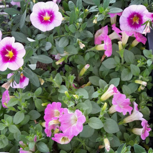 Gartenblumen