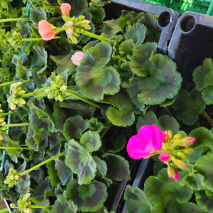 Gartenblumen