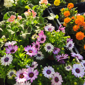 Gartenblumen