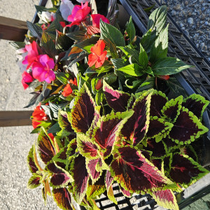 Gartenblumen