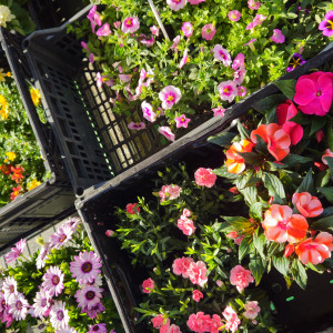 Gartenblumen