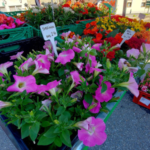 Gartenblumen