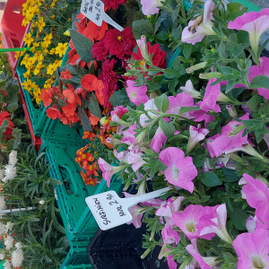 Gartenblumen