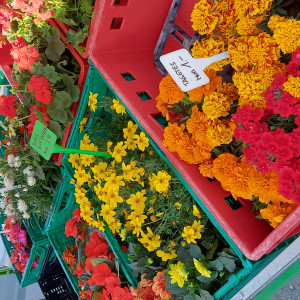 Gartenblumen