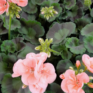 Gartenblumen