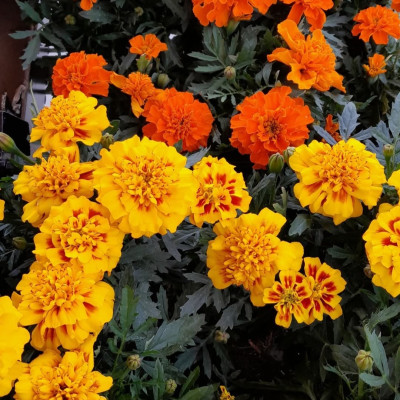 Gartenblumen
