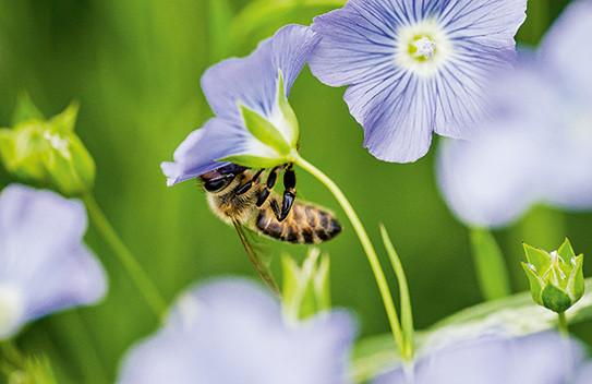 Wenn der Lein blüht
