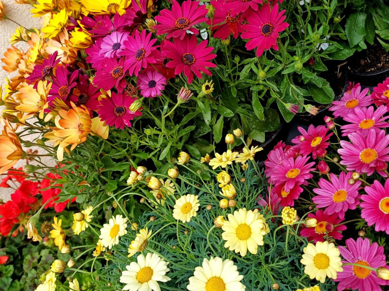 Abbildung: Frische Blumen, Kräuter und Salatpflanzen